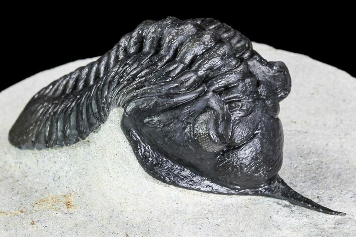 Morocconites Trilobite Fossil - Morocco #108535